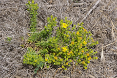 Deinandra clementina