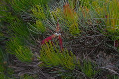 Melaleuca torulosa