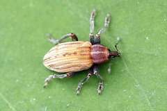 Hypera arator