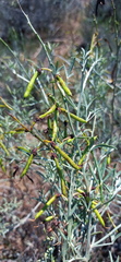 Calobota cytisoides