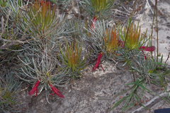 Melaleuca torulosa
