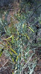 Calobota cytisoides