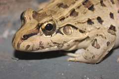 Miranda's White-Lipped Frog photo 3