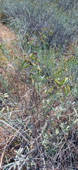 Calobota cytisoides