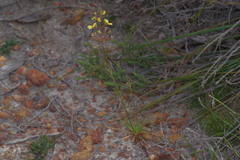 Stylidium diuroides paucifoliatum