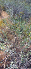 Calobota cytisoides
