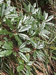 Daphniphyllum himalaense