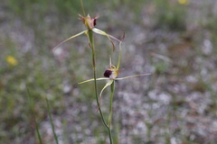 Caladenia thinicola