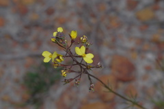 Stylidium diuroides paucifoliatum