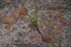 Stylidium diuroides paucifoliatum