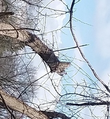 Melanerpes carolinus