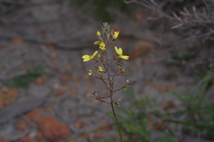 Stylidium diuroides paucifoliatum
