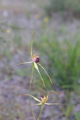 Caladenia thinicola