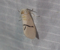 Euproctis albolyclene