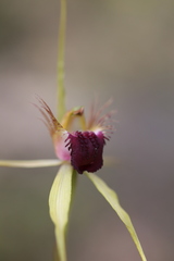 Caladenia thinicola