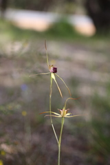 Caladenia thinicola