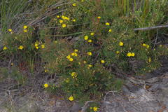 Hibbertia acerosa