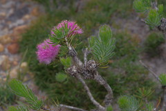 Melaleuca kybeliona