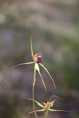 Caladenia thinicola
