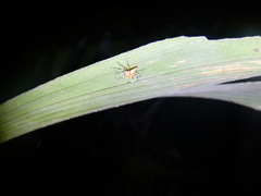Oxyopes incertus