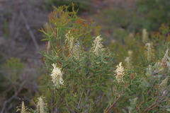 Petrophile macrostachya
