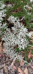 Senecio viravira