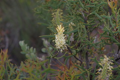 Petrophile macrostachya
