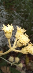 Senecio viravira