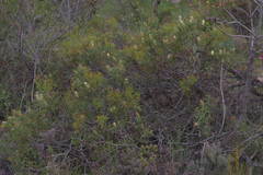 Petrophile macrostachya