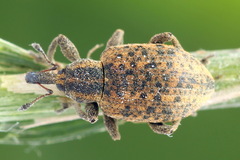 Hypera conmaculata