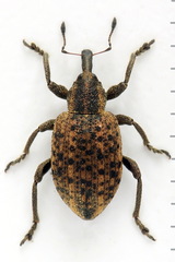 Hypera conmaculata