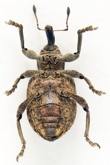 Hypera conmaculata