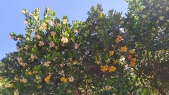 Arbutus unedo