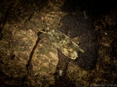 Barea phaulobrya