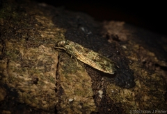 Barea phaulobrya