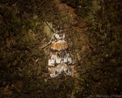 Scoparia charopoea