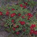 Beaufortia kwongkanicola - Photo (c) Russ Chambers, algunos derechos reservados (CC BY-NC), subido por Russ Chambers
