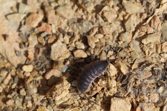 Porcellio hoffmannseggii