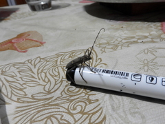 Pantomallus sordidus