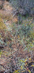 Calobota cytisoides