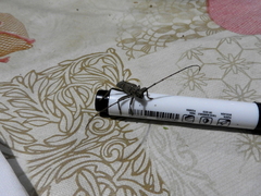 Pantomallus sordidus