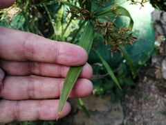 Cyperus diffusus