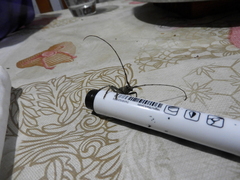 Pantomallus sordidus