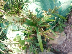 Cyperus diffusus