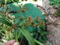 Cyperus diffusus