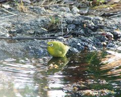 Zosterops anderssoni