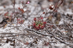 Drosera micrantha