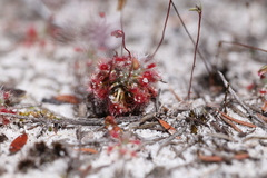Drosera micrantha