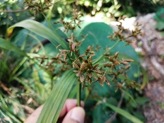 Cyperus diffusus