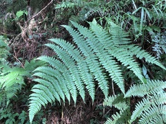 Dryopteris peranema